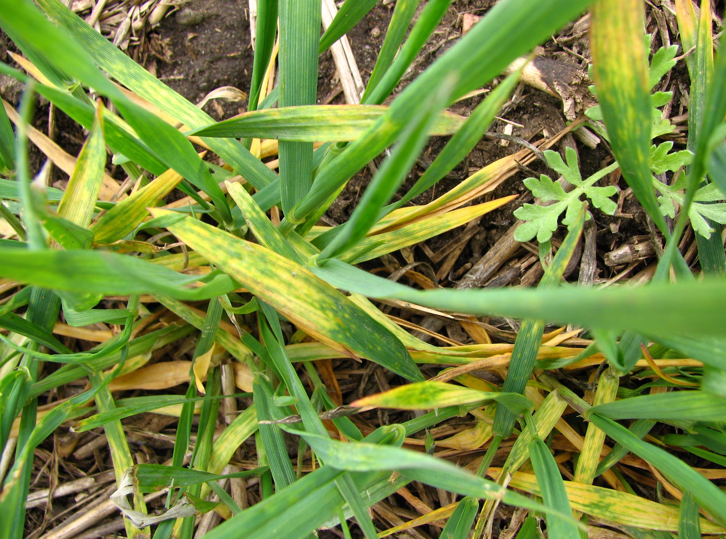Leaf streak and mosaic symptoms of wheat streak mosaic in young winter wheat