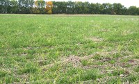 Volunteer winter wheat with wheat streak mosaic infection, infected plants harbor wheat curl mite and wheat streak mosaic virus