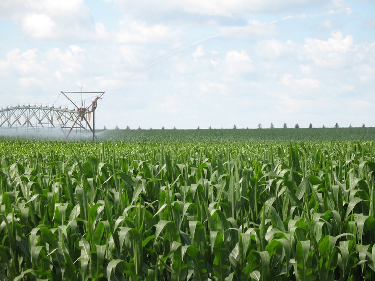 Good corn crops, such as this one at NDSU's Carrington Research Extension Center, have producers looking for harvest options that are less costly or expand the harvest window.