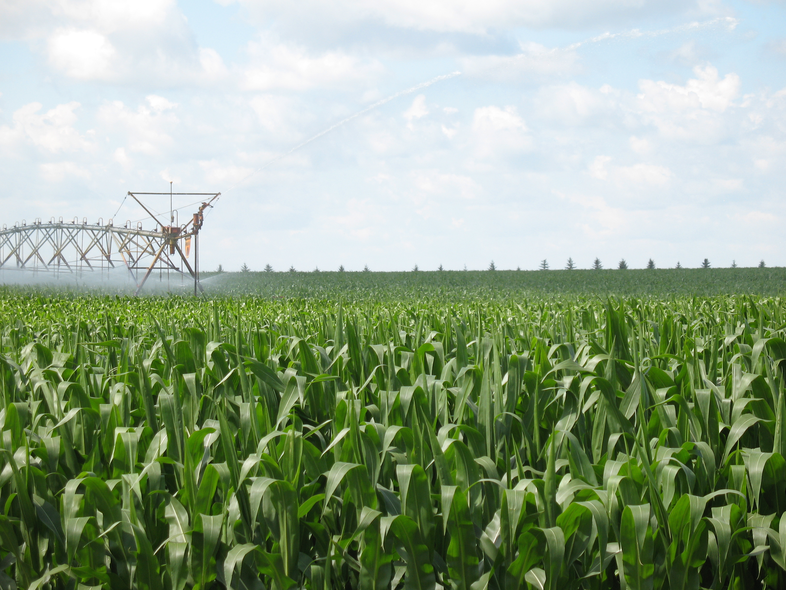 Good corn crops, such as this one at NDSU's Carrington Research Extension Center, have producers looking for harvest options that are less costly or expand the harvest window.