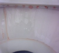 Bacteria caused this line of a pinkish-red substance to form in a toilet bowl.