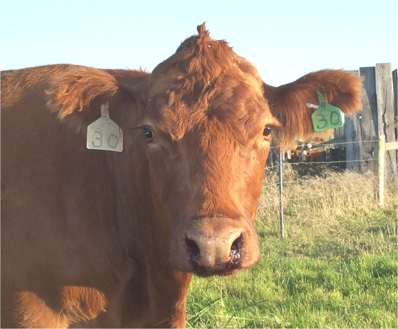 This cow was diagnosed with anthrax.