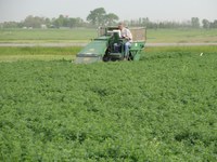 Robert Nudell, NDSU ag research technician, harvests alfalfa at the North Dakota Agricultural Experiment Station's Main Station in Fargo on Friday.