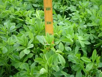 This PEAQ stick can help producers determine when alfalfa is at its peak quality.