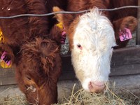 These calves were consigned to NDSU's 2009-10 Eastern North Dakota Cattle Feedout.