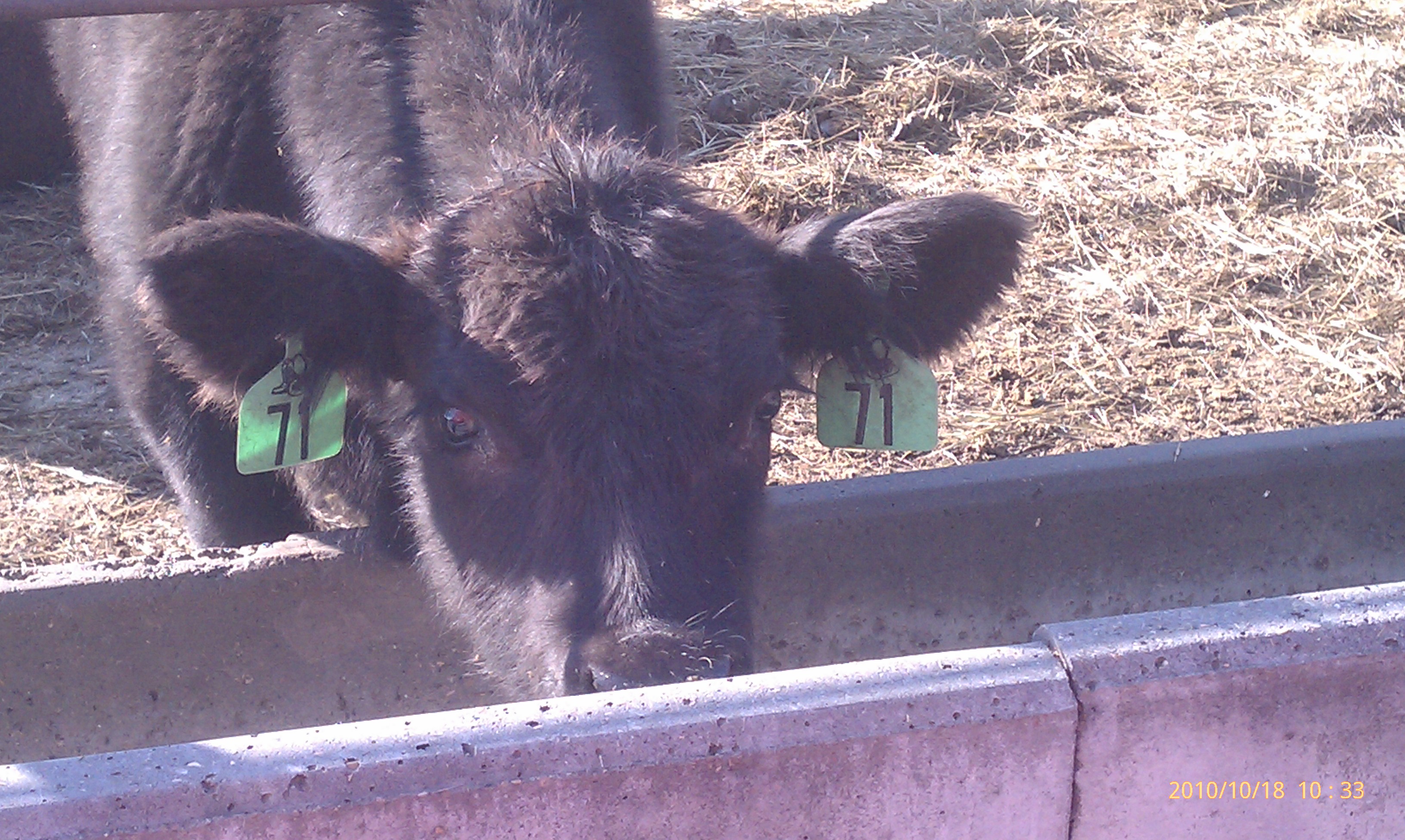 Calves are being backgrounded at the NDSU Carrington Research Extension Center.