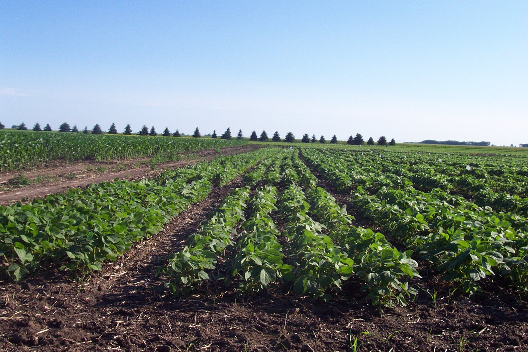 NDSU Soybean Research Plots At the Carrington Research Extension Center