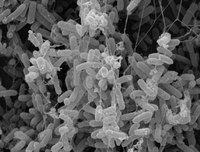 An electron microscopy image shows an E. coli biofilm.