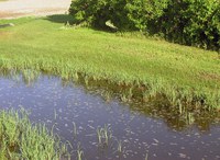 Flooded Lawn