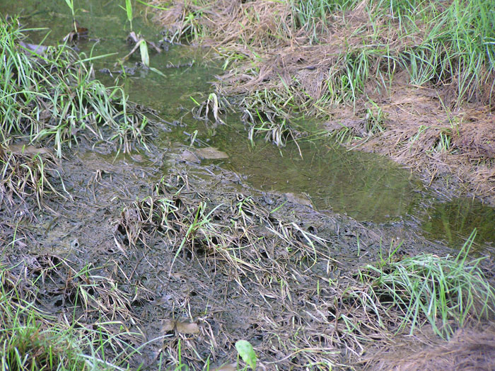 Flooded Lawn