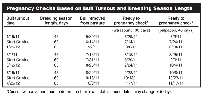Pregnancy Checks Based on Bull Turnout and Breeding Season Length