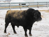 Producers should select a bull with the combination of traits that best fits their cattle herd. This bull is part of NDSU's beef cattle herd.