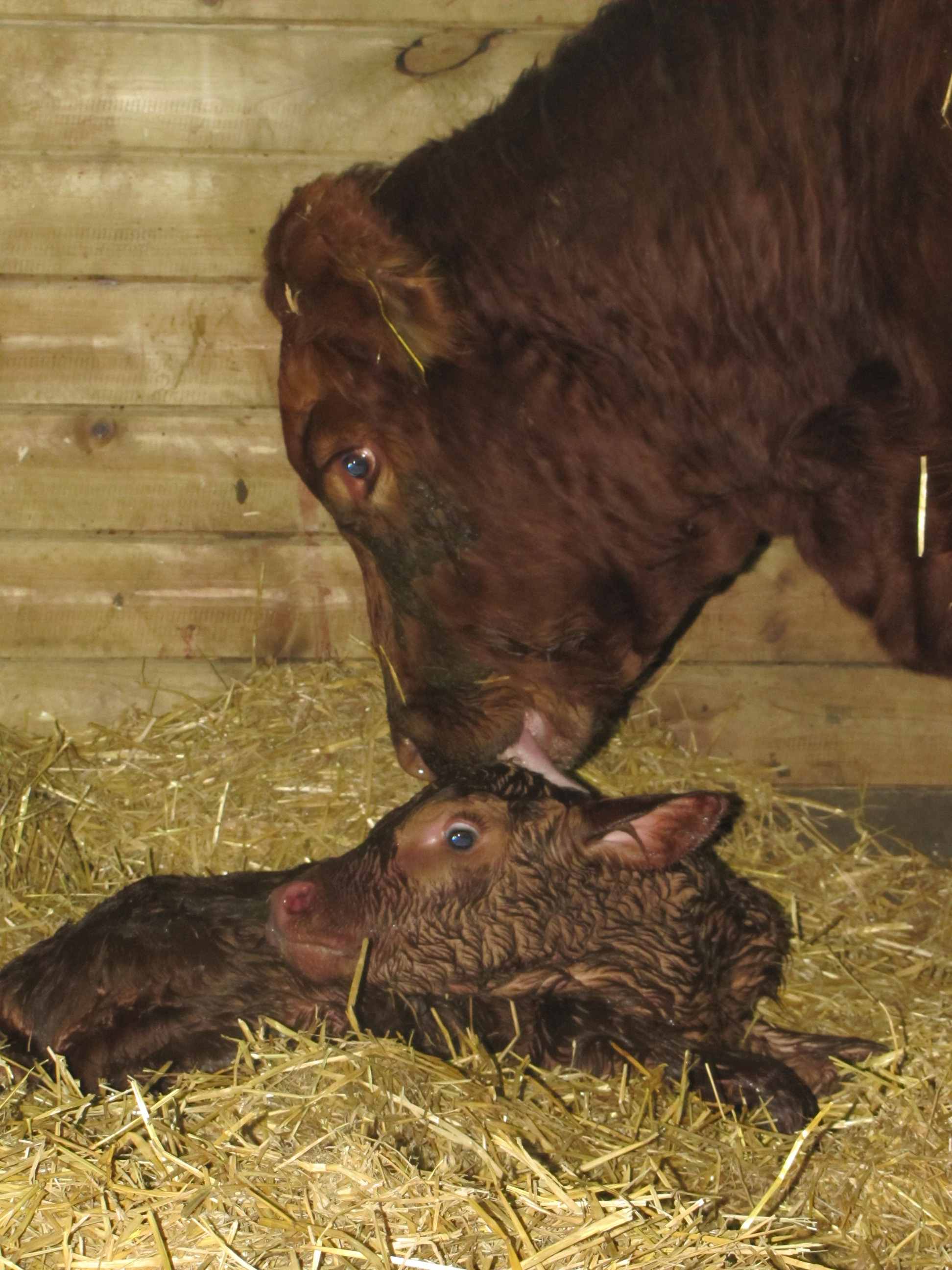 A cow licks its newborn calf at NDSU's main beef facility near campus.