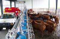 Specialized feeding equipment in NDSU's new Beef Cattle Research Complex will allow researchers to measure and control feed intake for cattle individually and provide different diets for animals in the same pen.