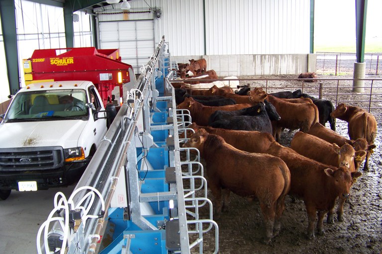 Specialized feeding equipment in NDSU's new Beef Cattle Research Complex will allow researchers to measure and control feed intake for cattle individually and provide different diets for animals in the same pen.
