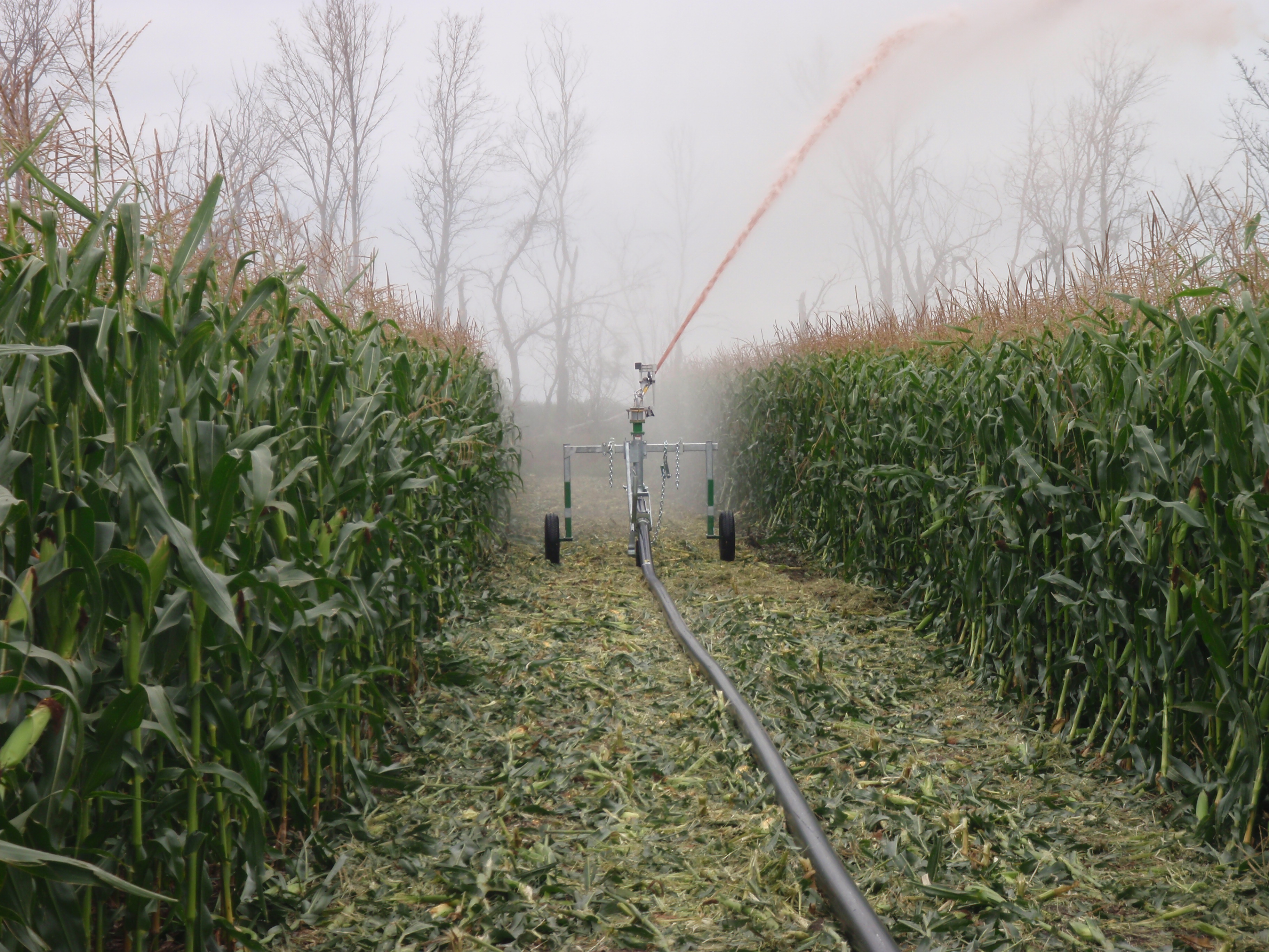 A traveling gun applies effluent on a corn field.