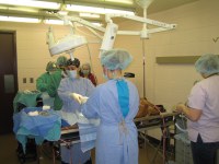 NDSU Vet Tech students assist veterinarians performing surgery.
