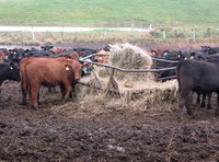 Heifers eat hay from a traditional hay ring. Research shows that feeding bales in a hay ring results in less waste compared with rolling bales out on the ground.