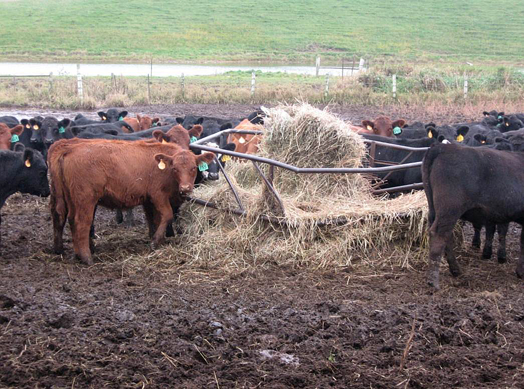 Heifers eat hay from a traditional hay ring. Research shows that feeding bales in a hay ring results in less waste compared with rolling bales out on the ground.