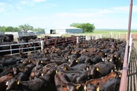 Many producers will be making calf marketing decisions soon. Sale prices almost always are higher for large groups of high-quality, uniform calves.