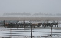 These steers are using a guardrail windbreak during a North Dakota blizzard.