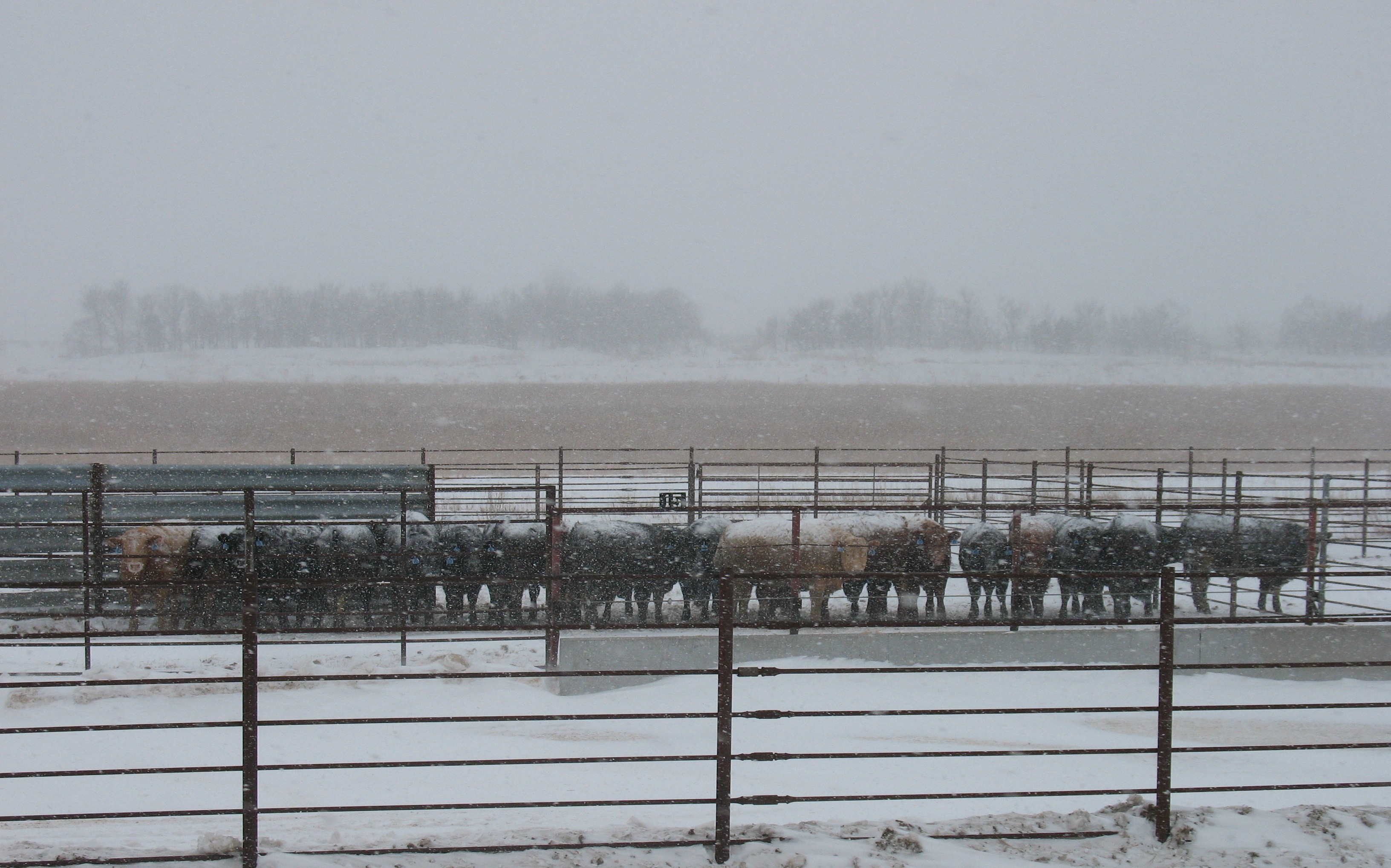 These steers are using a guardrail windbreak during a North Dakota blizzard.