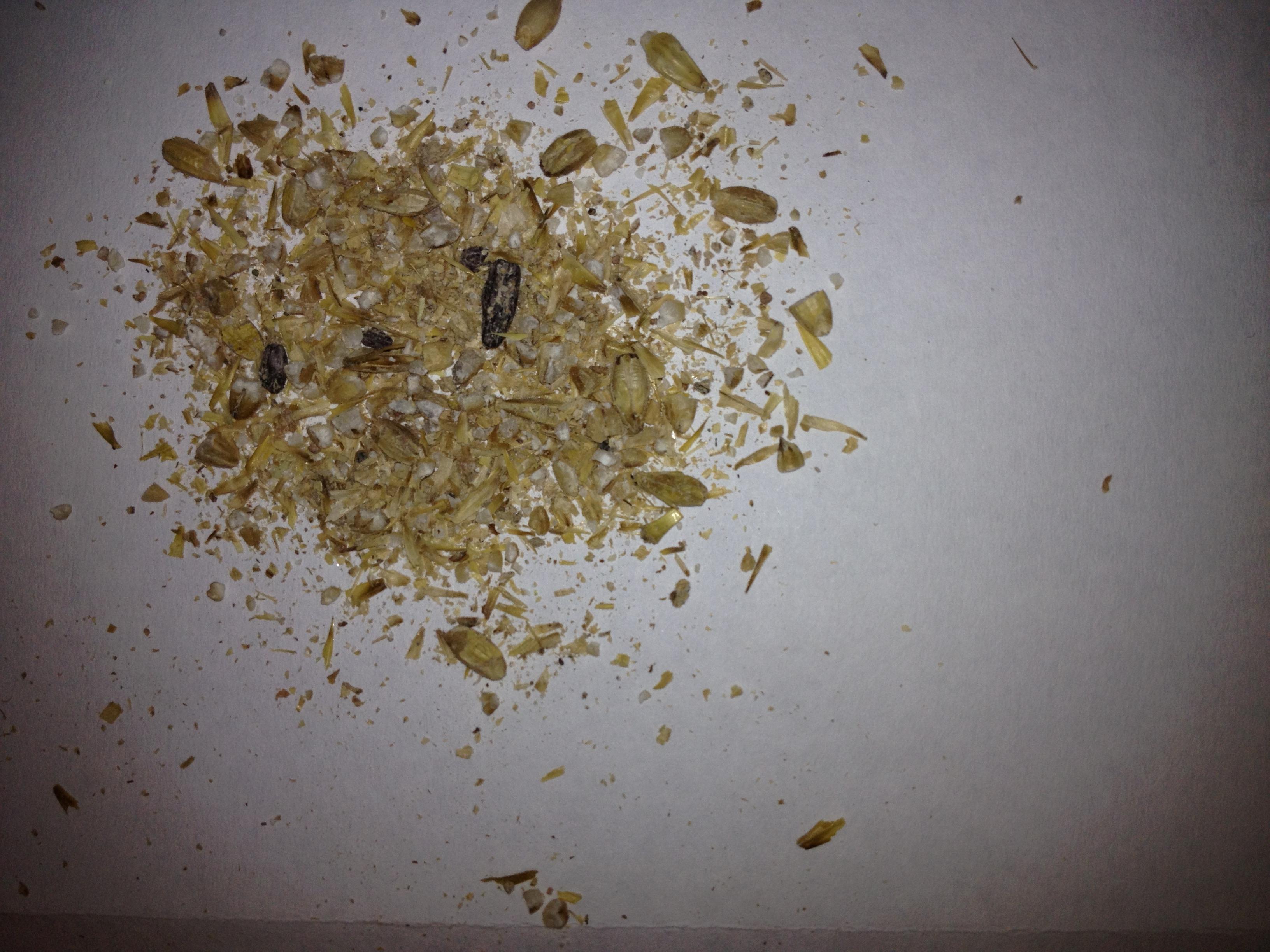 This grain from a North Dakota sheep operation is contaminated with ergot.