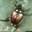 Japanese Beetle (Courtesy Clemson Univ. 0 USDA Coop. Ext. Slide Series, Bugwood.org)
