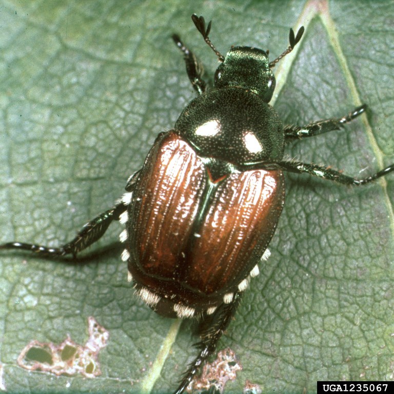 Japanese Beetle (Courtesy Clemson Univ. 0 USDA Coop. Ext. Slide Series, Bugwood.org)