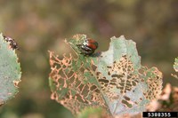 Japanese Beetle Feeding on Linden Tree (Courtesy W. Fountain, UKY, Bugwood.org)