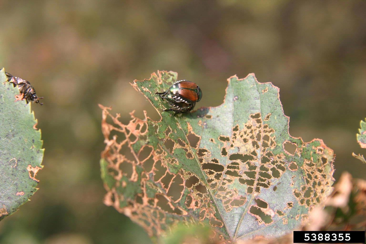 Japanese Beetle Feeding on Linden Tree (Courtesy W. Fountain, UKY, Bugwood.org)