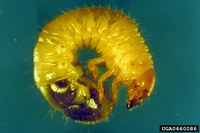 Japanese Beetle Grub (Courtesy USDA ARS Archive, Bugwood.org)