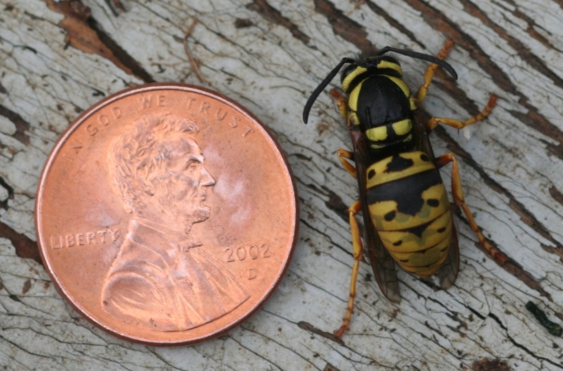 Prairie Yellowjacket - Photo courtesy of W. Cranshaw, CSU, Bugwood.org