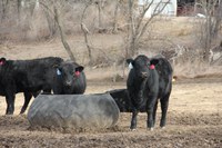 These heifers are eating from a tire being used as a feeder. (Photo by Carl Dahlen, NDSU)