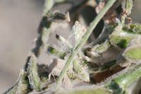 Spider mite webbing