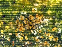 Spider Mites on Corn