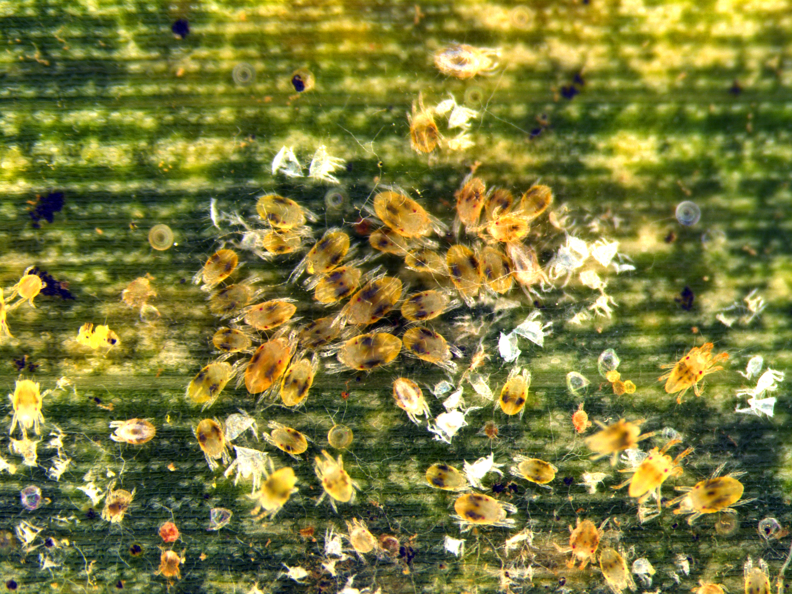 Spider Mites on Corn