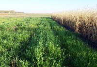 Spring Wheat Cover Crop