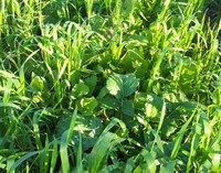 Volunteer Grain and Broadcast Brassica Species