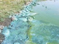 A blue-green algaelike scum like this that formed on Devils Lake can be toxic to livestock, pets and humans. (Photo by Mike Liane, NDSU Extension)