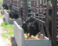 These Angus steers are part of a new feedlot research program at the NDSU Carrington Research Extension Center.