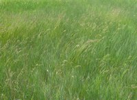This grass field in central North Dakota is ready to harvest. (NDSU Carrington Research Extension Center photo)