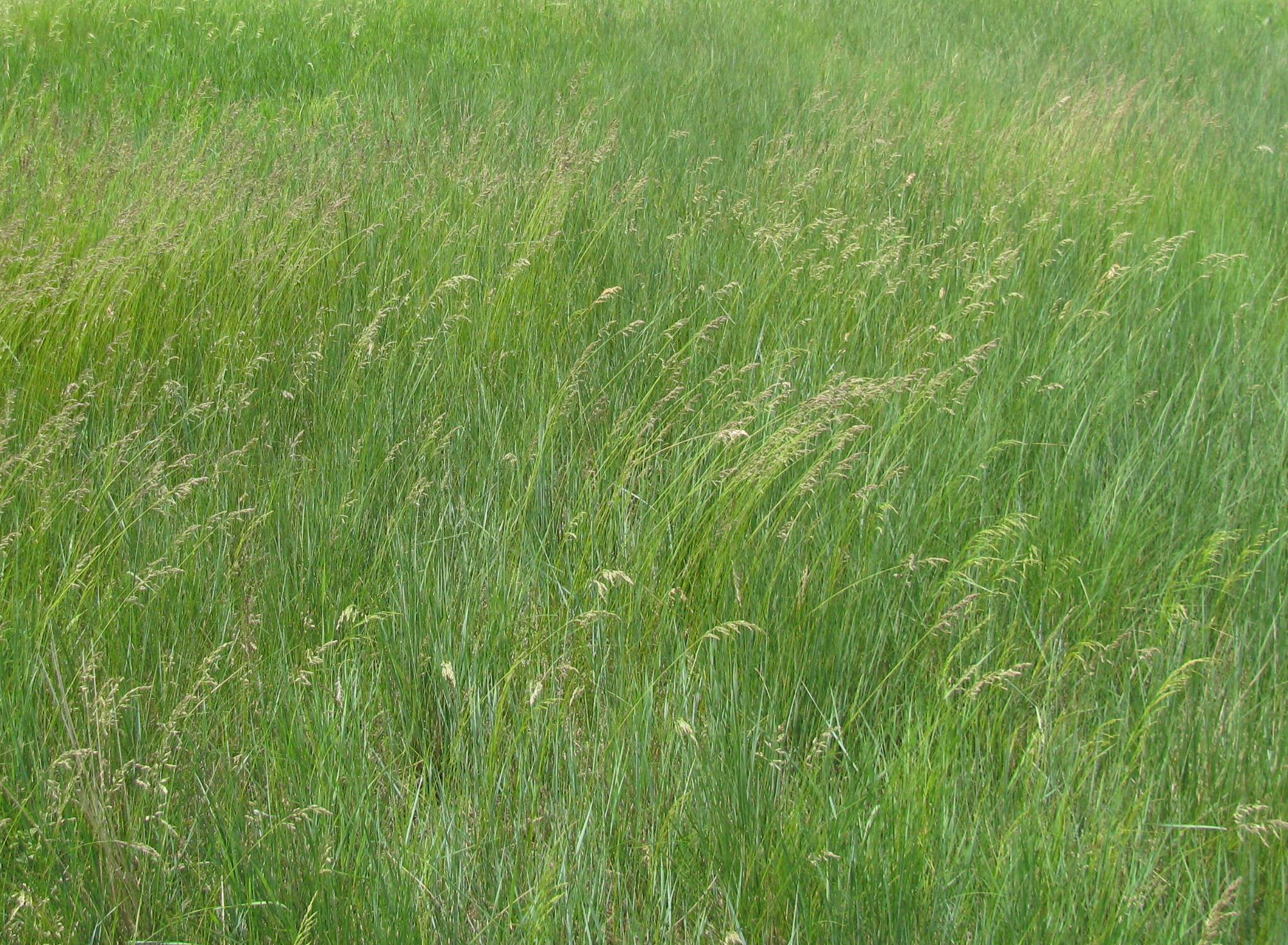 This grass field in central North Dakota is ready to harvest. (NDSU Carrington Research Extension Center photo)