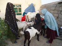 Zuhra hopes to one day turn milk from goats into yogurt