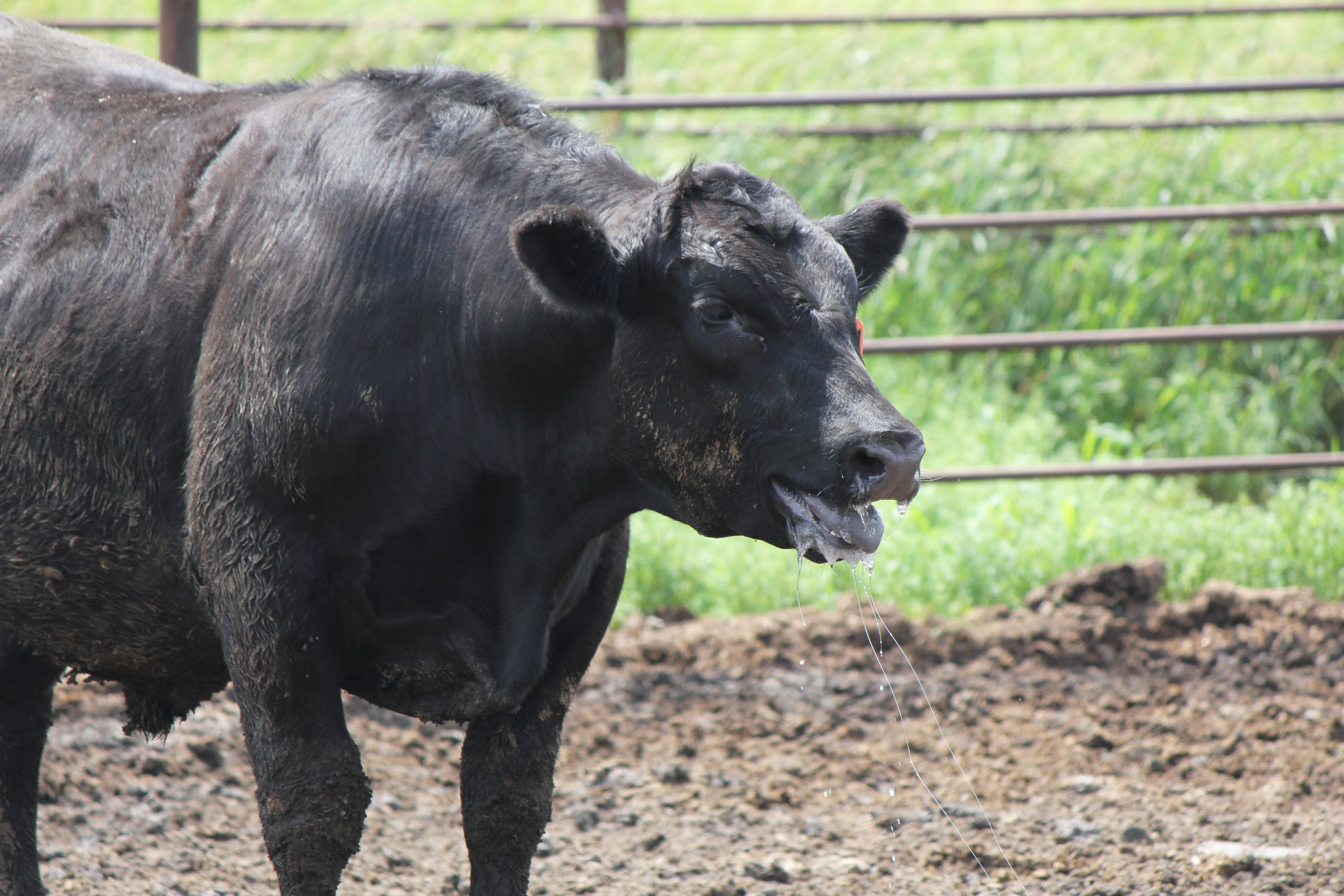 This feedlot steer is experiencing heat stress. (Photo by Carl Dahlen, NDSU)