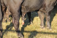 This bull has an injury that limits his ability to breed cows. (Photo by Carl Dahlen, NDSU)