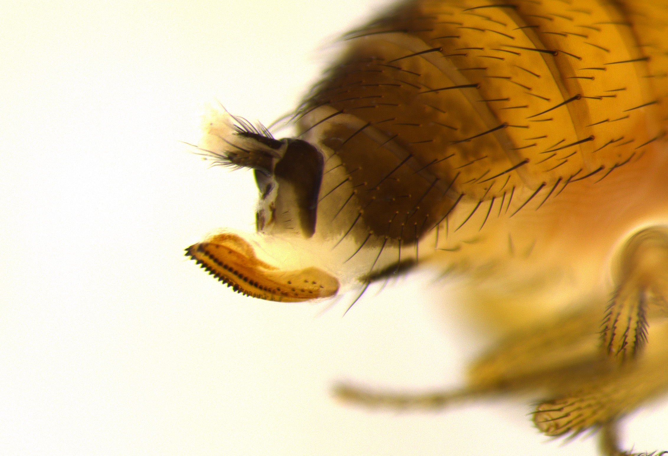 Spotted-wing drosophia egg-laying structure. Photo by Patrick Beauzay