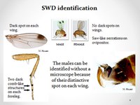 Spotted-wing drosophila identification courtesy Cornell University