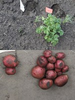 Comparison of effect of glyphosate residues in potato seed on plant and harvested yield (left) and regular potato plant and harvested yield (right).