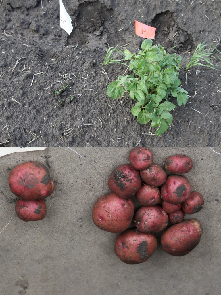 Comparison of effect of glyphosate residues in potato seed on plant and harvested yield (left) and regular potato plant and harvested yield (right).
